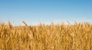 Scientist calls for agriculture research funding Wheat heads