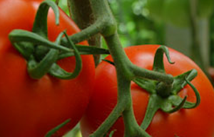 Screen shot 2013 05 14 at 7.43.44 AM