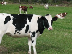 cow