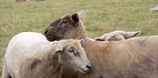 Reports reveal flaws in Australia’s sheep ID system ID 1001253
