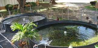 World’s largest Barramundi hatchery officially opened