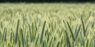 South Australia invests in research for new pest detection technology