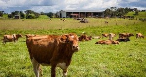 New networking and mentoring opportunities for dairy leaders