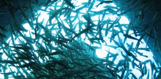 New freshwater fishing opportunities in Australia