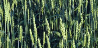 Australia set to have a fruitful wheat harvest