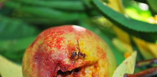 Good news for Queensland growers following fruit fly infestation