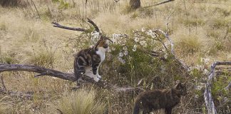 Top Iron to invest $1.4 million in Mt Gibson Wildlife Restoration Project