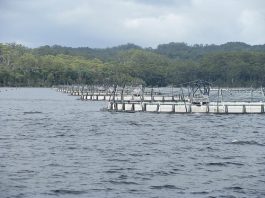 Tasmanian Jobs and Growth Plan to improve aquaculture industry