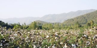 Forecasts say drought will slash Australian cotton output