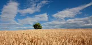 Sumitomo Corp acquires Emerald Grain