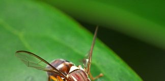 Disrupting insect’s mating cycle key to protecting Australia’s farms