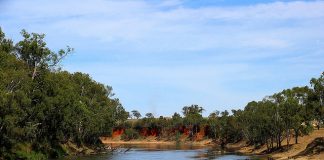 New project to tackle carp threat to endangered native fish in New South Wales