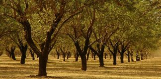 Almas Almonds files claim against Select Harvests