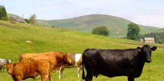 Nuffield Australia Scholarship applications due on 30 June 2014