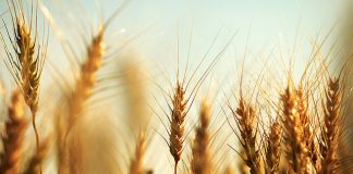 ABARES issues late revisions to Australian crops