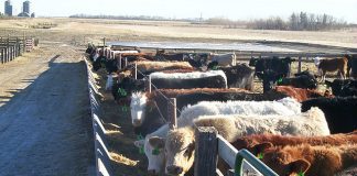 WA and China sign live cattle export pact