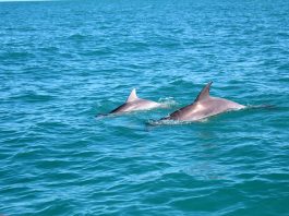 Trawler fishing boats kill hundreds of dolphins in Australia’s North West