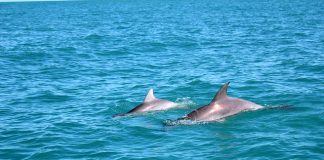 Trawler fishing boats kill hundreds of dolphins in Australia’s North West