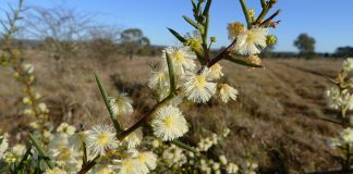 State Government assistance for Queensland graziers