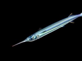 Garfish stocks to be recovered in SA with seasonal closures to commercial Garfish fishing