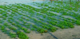 Australia must capitalise on its seaweed potential, marine biologists say
