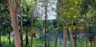 TFS to complete first harvest in June