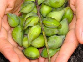 Seafood Co-operative Research Centre calls for more Kakadu Plum production