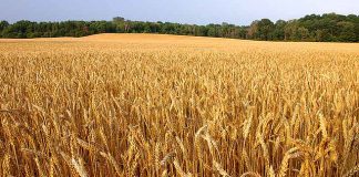 Victoria and Malaysia deepen business ties