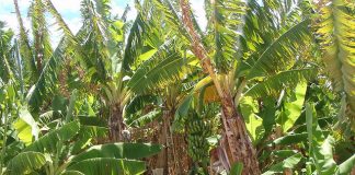 Gascoyne Initiative to begin drilling for bore water next month