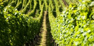 SA Government provides $277,000 for Limestone Coast food and wine cluster projects