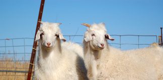 Victorian Government reiterates commitment to improve state’s biosecurity capacity