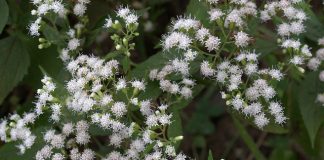 CSIRO develops biological control agent for Crofton weed