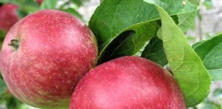 New apple variety tipped for glory