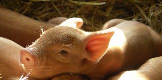 Victoria’s livestock industry to benefit from new swill feeding law