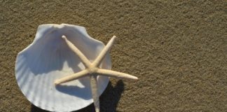 Shellfish reefs in Port Phillip Bay will be rejuvenated