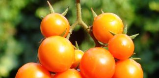 D’VineRipe multi-million-dollar upgrade to create 150 jobs in SA