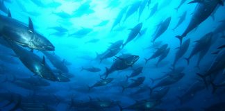 WA State Government declares development zone for large-scale fish farms