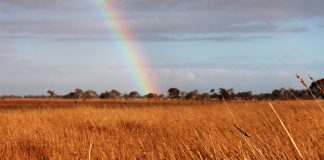 $20 million investment to boost WA grain industry