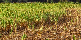 WA farmers can finally apply for concessional loans