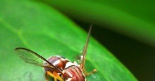 SA “means business” with new measures to prevent fruit fly outbreaks