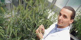 Australia develops new kind of wheat for global pasta making industry