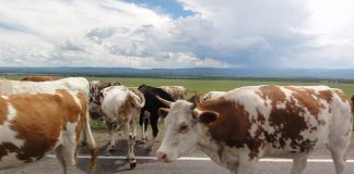 Live export industry smashes records