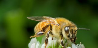 Manuka honey could open new horizons for Aussie beekeepers