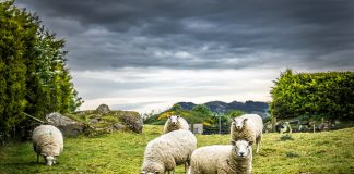 Royalties for Regions investment to support sheep industry growth