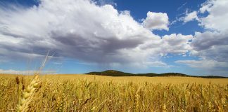 Bad weather affects crop quality
