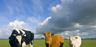 Rinehart inks $500m Chinese dairy deal