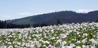 Tasmania could lift the ban on raw poppy material import