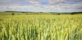 Funds announced for River Murray sustainability research