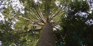 Government to inject $4.5m into SE forestry industry projects