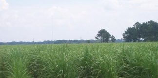 New Taskforce in support of cane growers